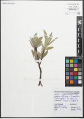 Foto von Salix glaucosericea Flod.